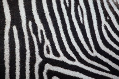 Grevy's zebra texture. clipart