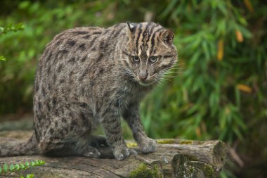 vahşi balıkçı kedi 