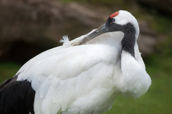Wild Red-crowned crane — Stock Photo, Image