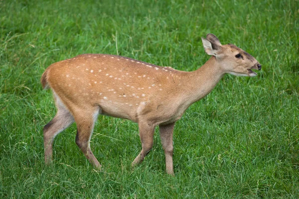 Indian hog deer — Stock Photo, Image