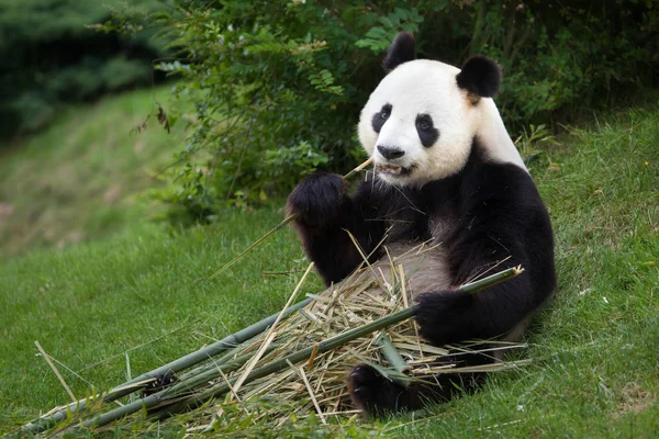Vadon élő óriás panda — Stock Fotó