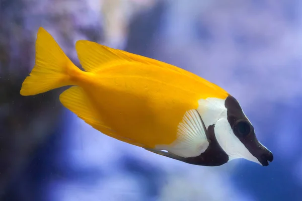 Rabbitfish tropical Foxface — Fotografia de Stock