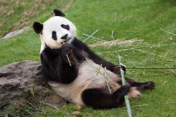 Selvagem gigante panda — Fotografia de Stock