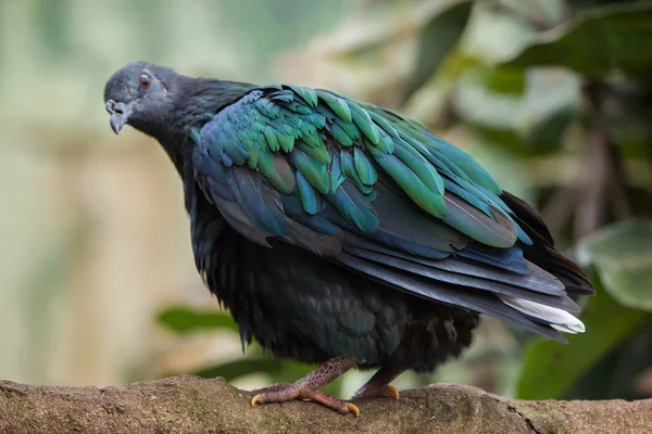 Wild Nicobar pigeon — Stock Photo, Image