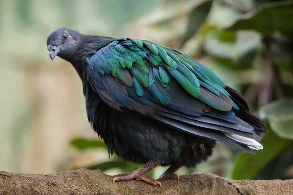 Pombo-de-nicobar — Fotografia de Stock