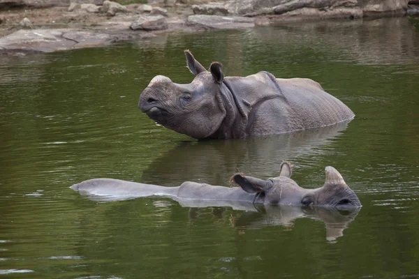 Vild indisk noshörning — Stockfoto