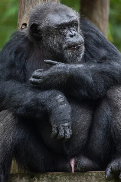 야생 일반적인 침팬지 — 스톡 사진