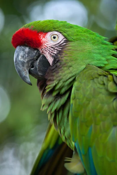 Green military macaw — Stock Photo, Image