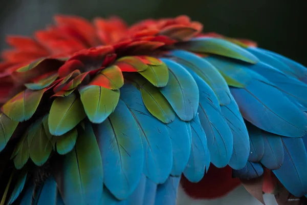 Textura de plumaje de guacamayo de alas verdes . — Foto de Stock