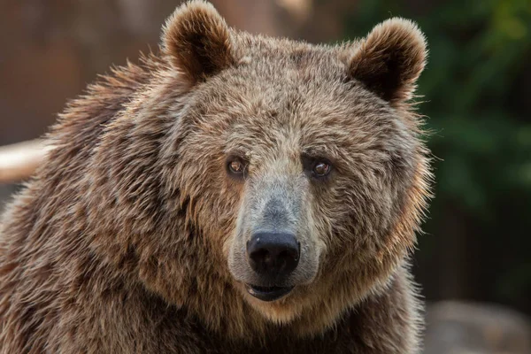 Urso castanho eurasiano — Fotografia de Stock