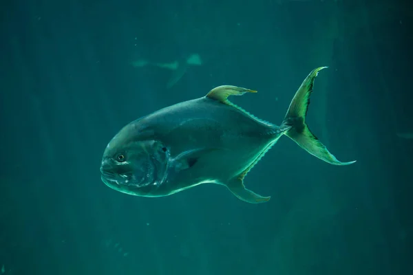 바다에서 bigeye trevally — 스톡 사진