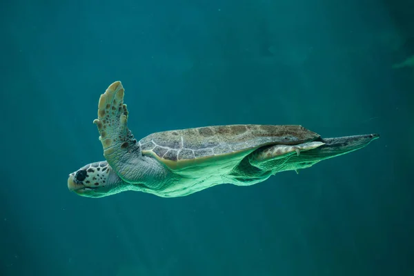 Loggerhead sea turtle — Stock Photo, Image