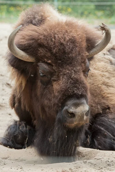 Vild amerikansk bisonokse - Stock-foto