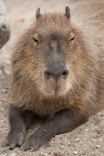 Vilda kapybara porträtt — Stockfoto