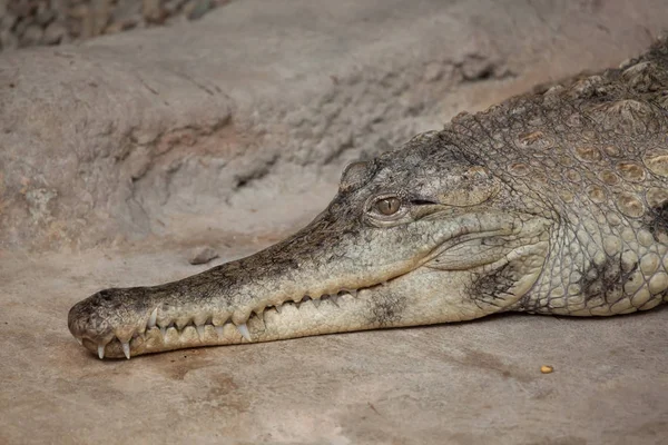 Crocodile à museau mince sauvage — Photo