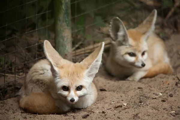 Vilda Fennec fox — Stockfoto