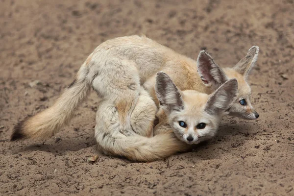 Άγρια Fennec αλεπού — Φωτογραφία Αρχείου