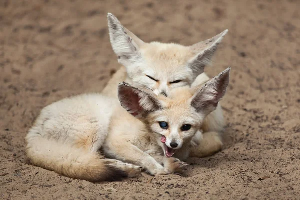 Raposas de Fennec selvagens — Fotografia de Stock