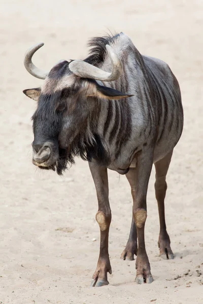 Big Blue wildebeest — Stock fotografie
