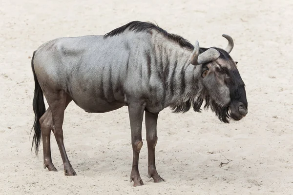 Grote Blauwe gnoe — Stockfoto