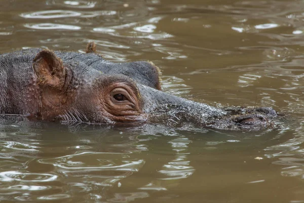 Hipopótamo salvaje en el agua — Foto de Stock