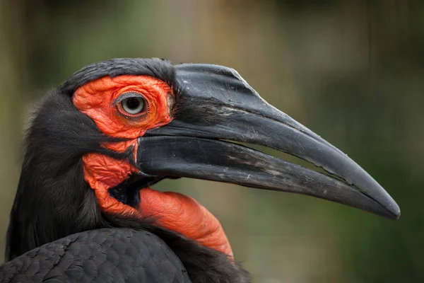 Hornbill do sul do solo — Fotografia de Stock