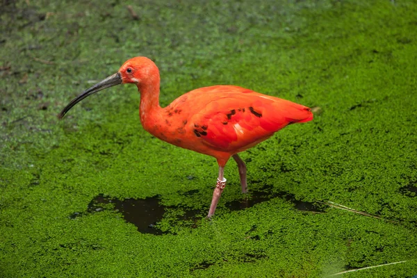 Wild Scarlet ibis — Stock Photo, Image