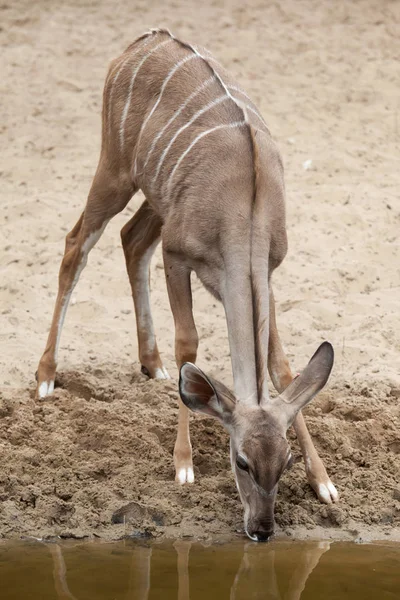 Salvaje Gran kudu  ( — Foto de Stock