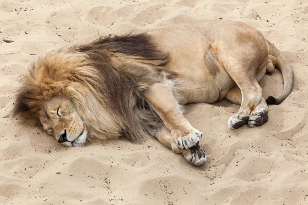 Schlafender wilder Löwe — Stockfoto