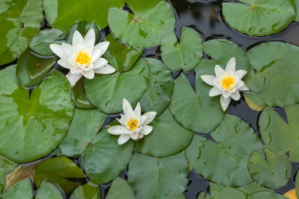 White waterlelies — Stockfoto