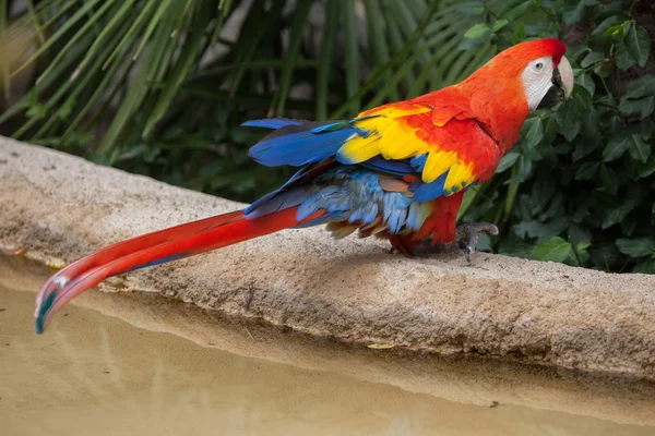 Wild Scarlet macaw — Stock Photo, Image