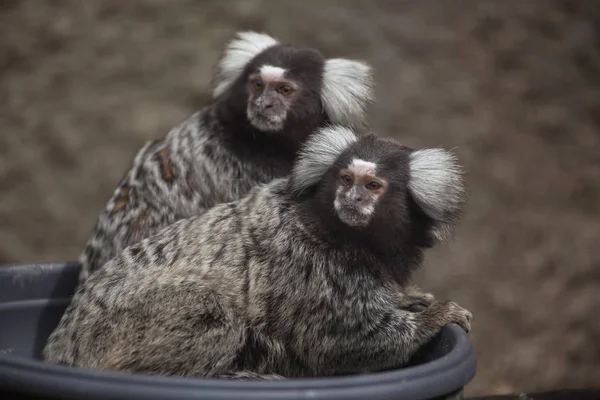 Wild Common marmosets — Stock Photo, Image