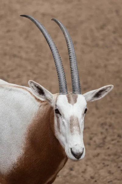 Дикі ятаган oryx — стокове фото