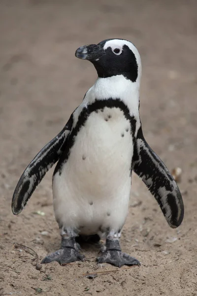 Pingüino salvaje africano — Foto de Stock