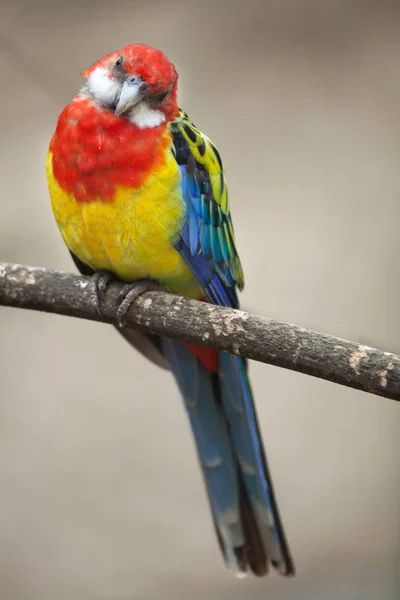 Colore rosella orientale — Foto Stock