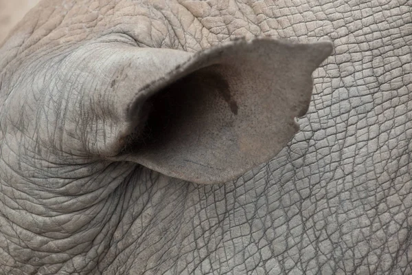 Oreille de rhinocéros blanc — Photo