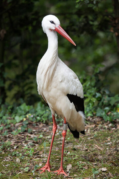 wild White stork