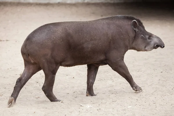 Południowy Amerikański tapir — Zdjęcie stockowe