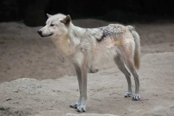 북서부 야생 늑대 — 스톡 사진