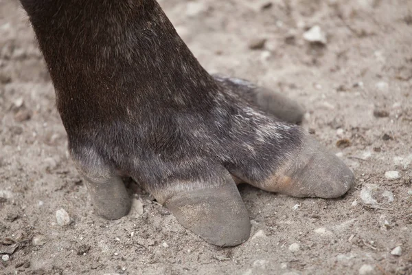 Hoof of the South American tapir — Stock Photo, Image
