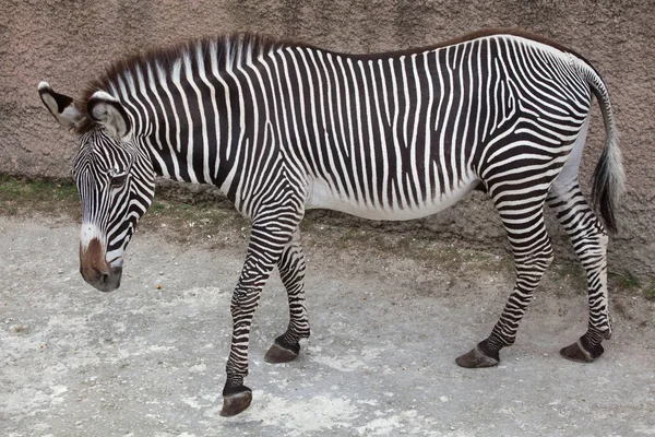 Zebra de Grevy selvagem — Fotografia de Stock