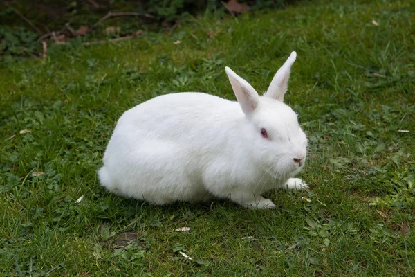 国内只白色的兔子 — 图库照片