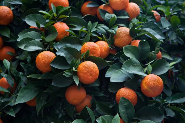 Bitter Orange Tree — Stockfoto