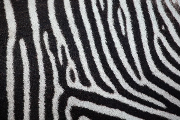 Grevy 's Zebra-Textur. — Stockfoto