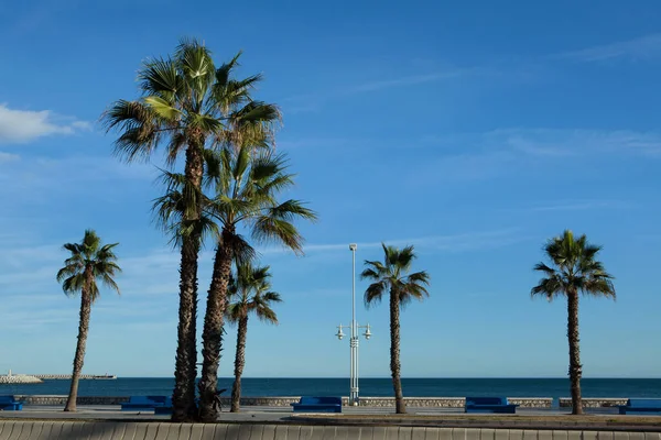 Palm trees on the sea front — Stock Photo, Image