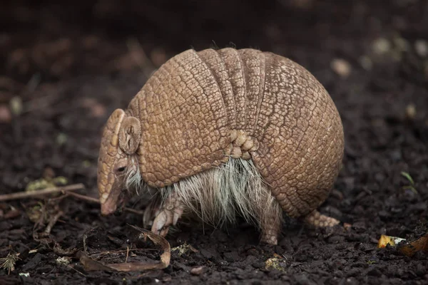 Selatan tiga banded armadillo — Stok Foto