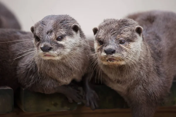 Oriental Small Clawed Otter Images Libres De Droit Photos De Oriental Small Clawed Otter Depositphotos Oriental Small Clawed Otter Images Libres De Droit Photos De Oriental Small Clawed Otter Depositphotos