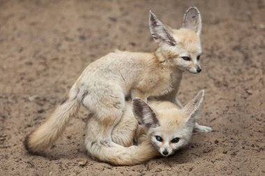 Rezene tilki (Vulpes zerda). 