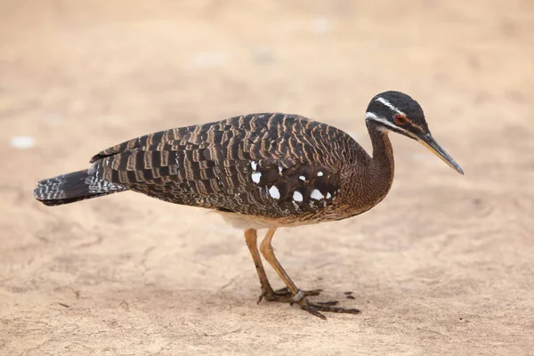 Sunbittern (Eurypyga helias). — Zdjęcie stockowe