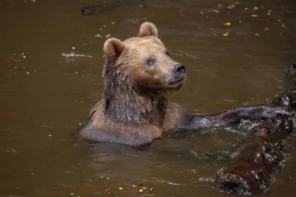 Kamchatka brown bear — Stock Photo, Image